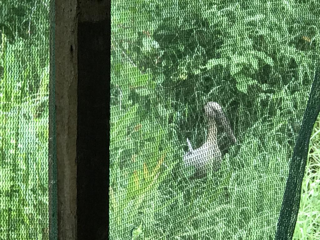 Mount Nature Villa Hikkaduwa Bilik gambar