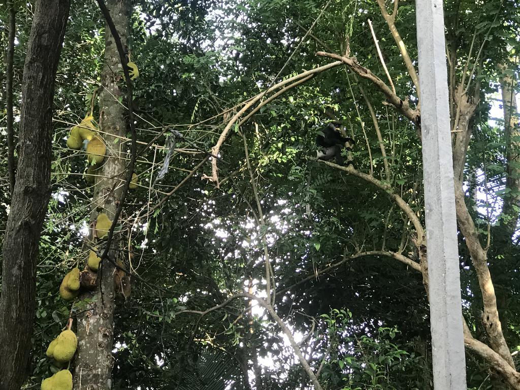 Mount Nature Villa Hikkaduwa Bilik gambar